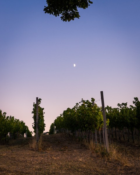 Evening in the Vineyard