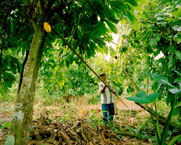 Harvesting cocoa